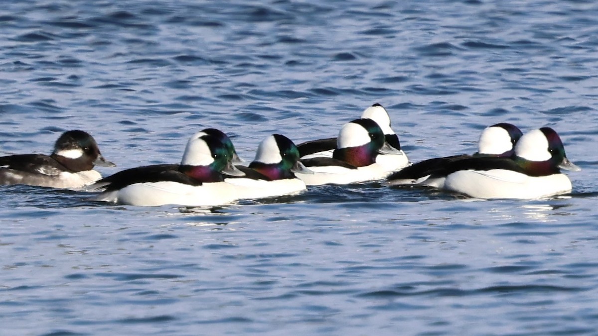 Гоголь-головастик - ML646010212