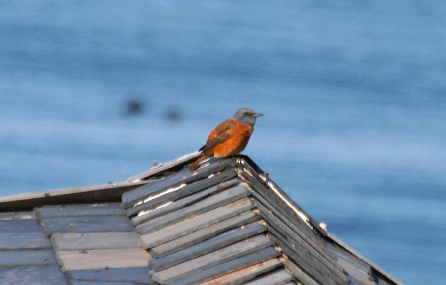 Южноафриканский каменный дрозд - ML646010214