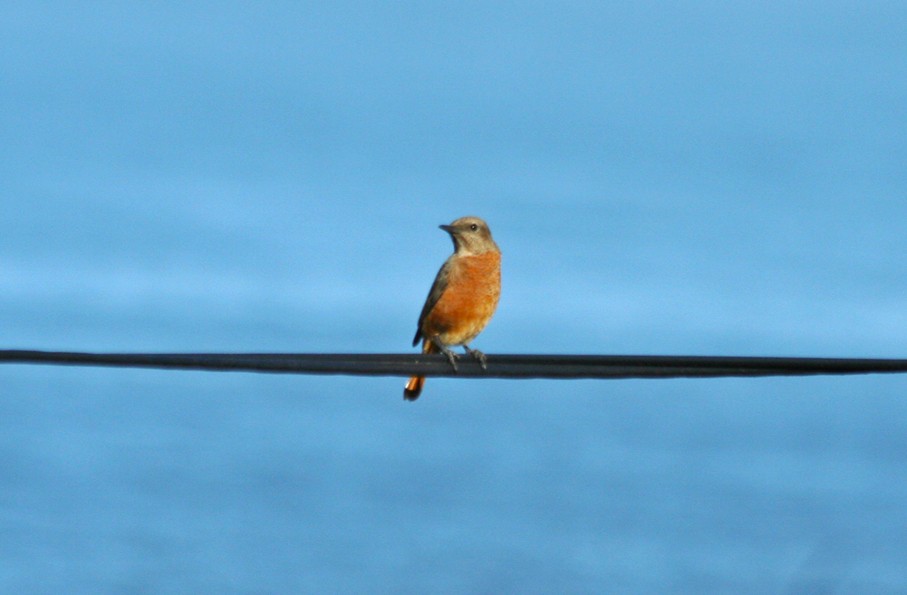 Южноафриканский каменный дрозд - ML646010215