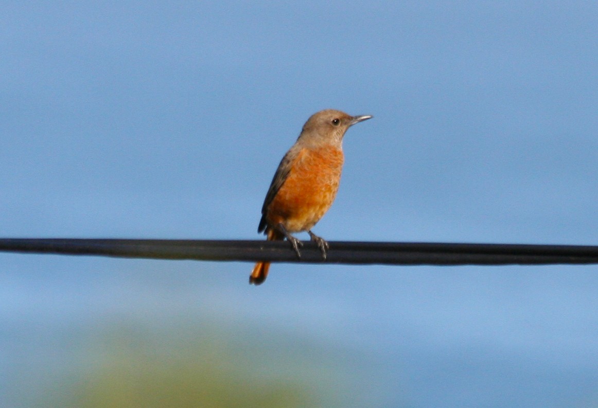 Южноафриканский каменный дрозд - ML646010216