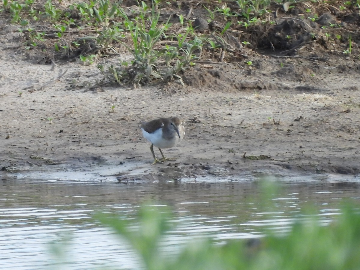 Перевозчик - ML646010217