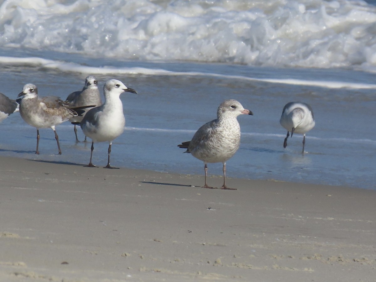 Делавэрская чайка - ML646010218