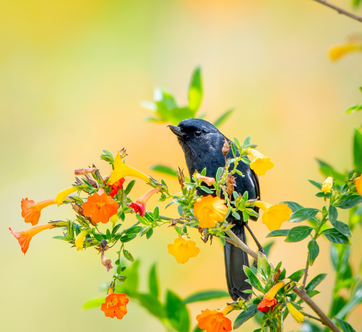 Белобокий цветокол - ML646010220