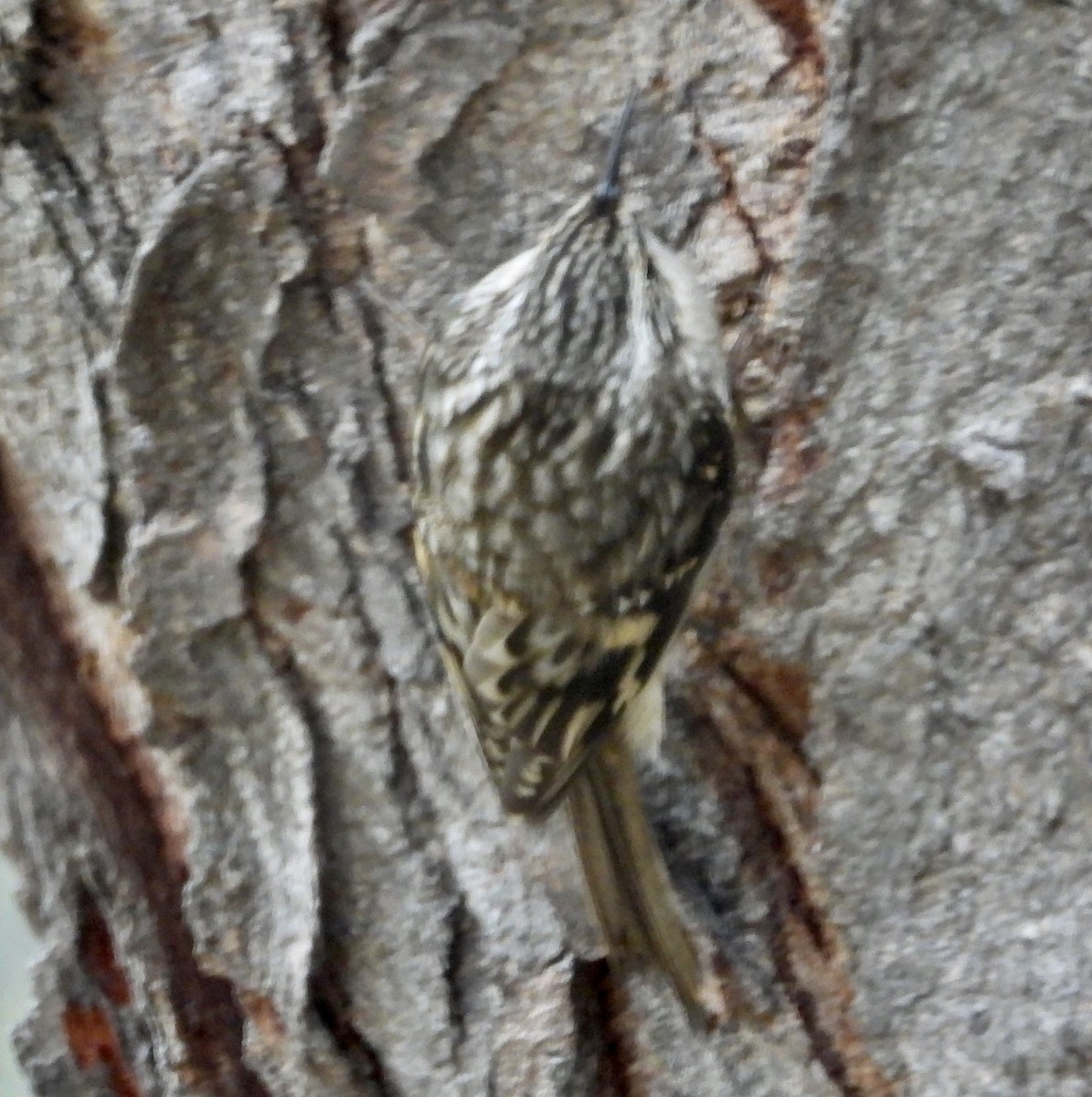 Американская пищуха - ML646010221