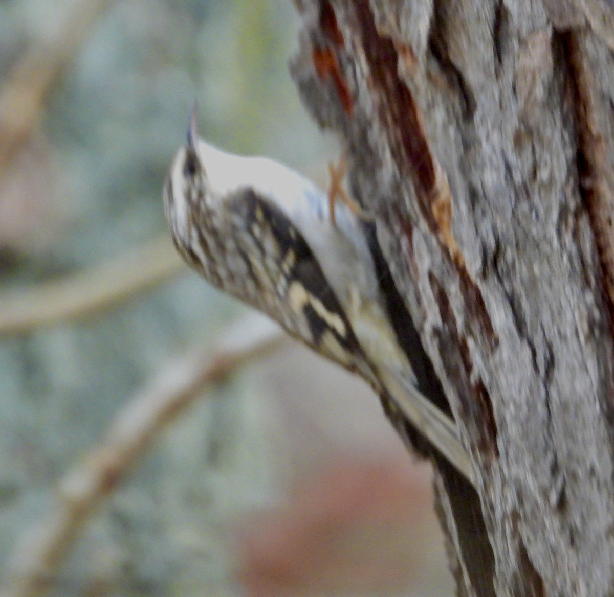 Американская пищуха - ML646010222