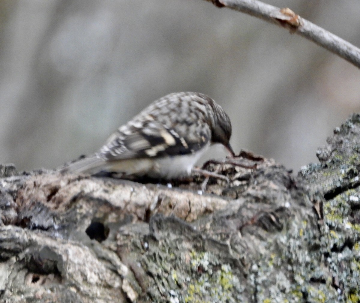 Американская пищуха - ML646010223