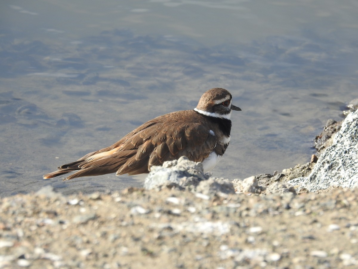 Крикливый зуёк - ML646010225