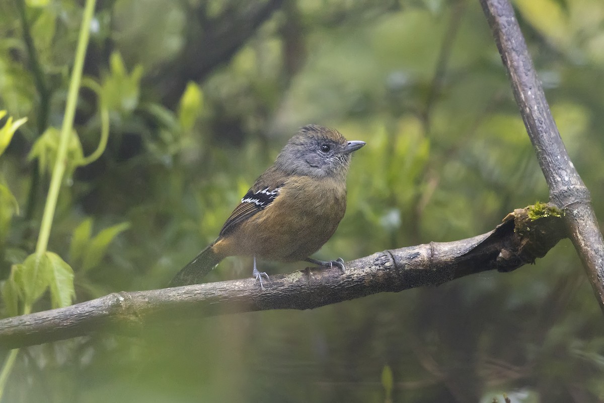 Изменчивый колючник - ML646010226