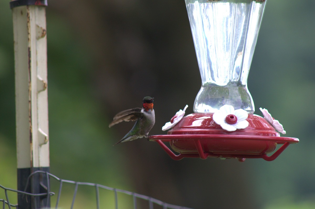 Рубиновогорлый колибри - ML646010227