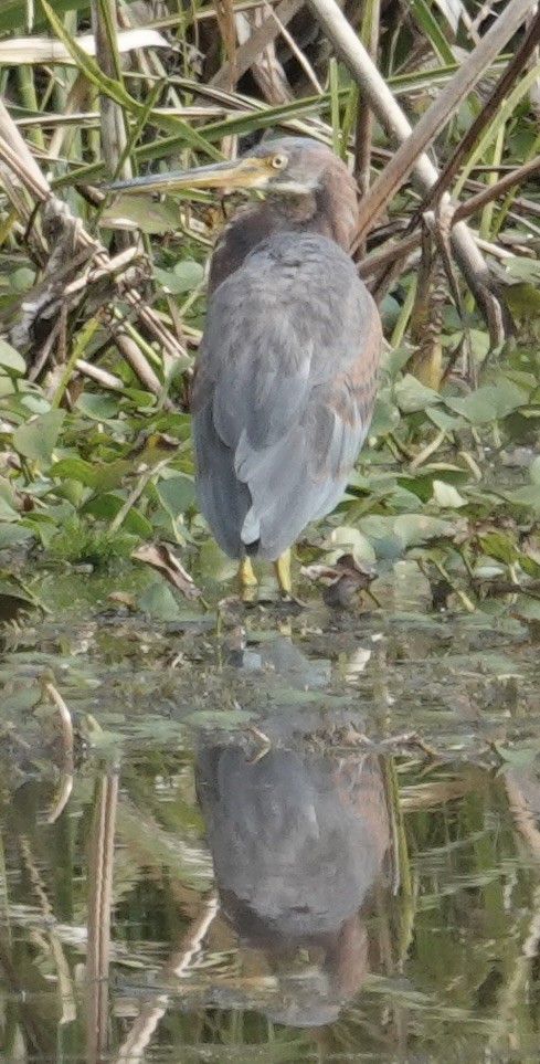 Трёхцветная цапля - ML646010228