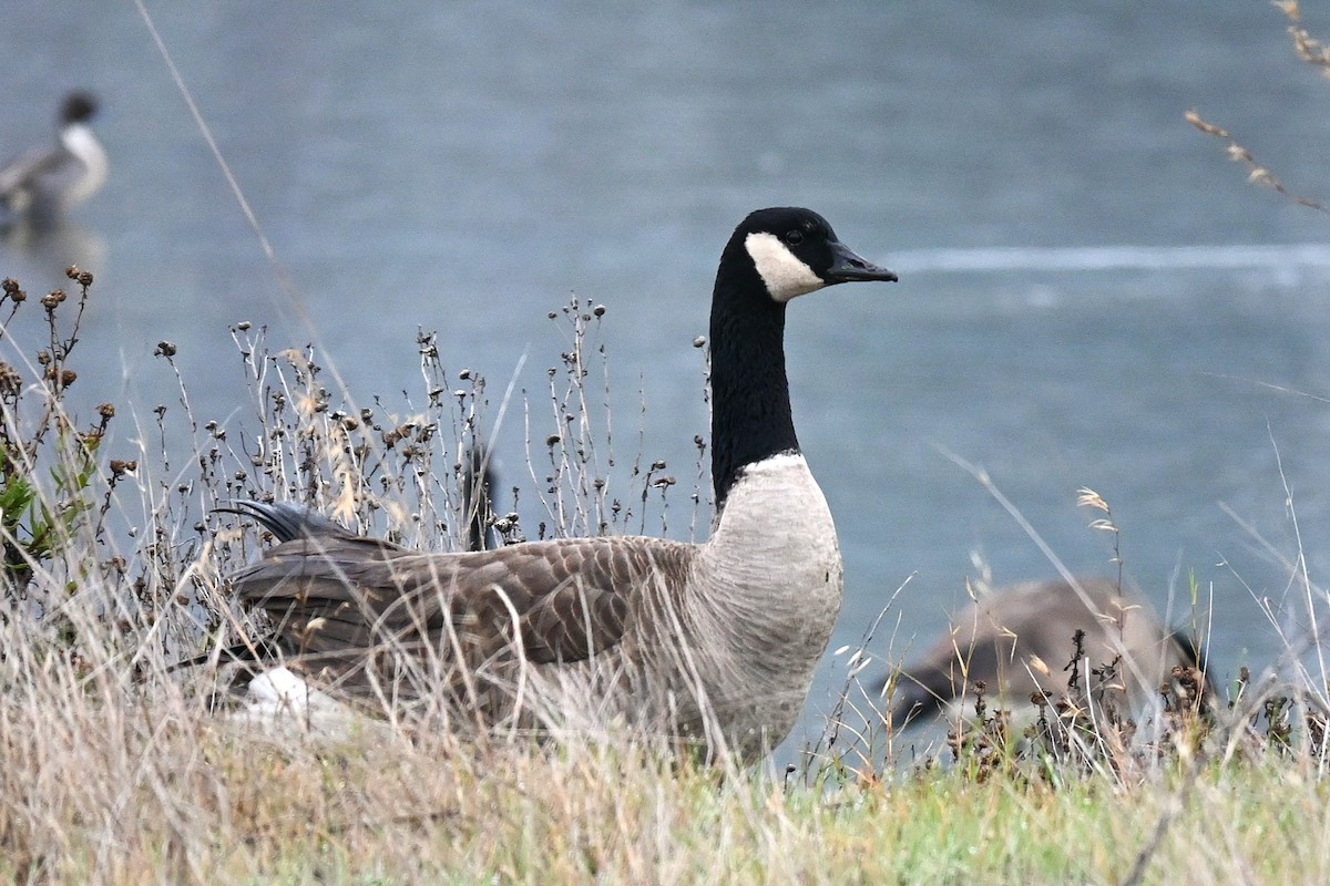 Канадская казарка - ML646010230