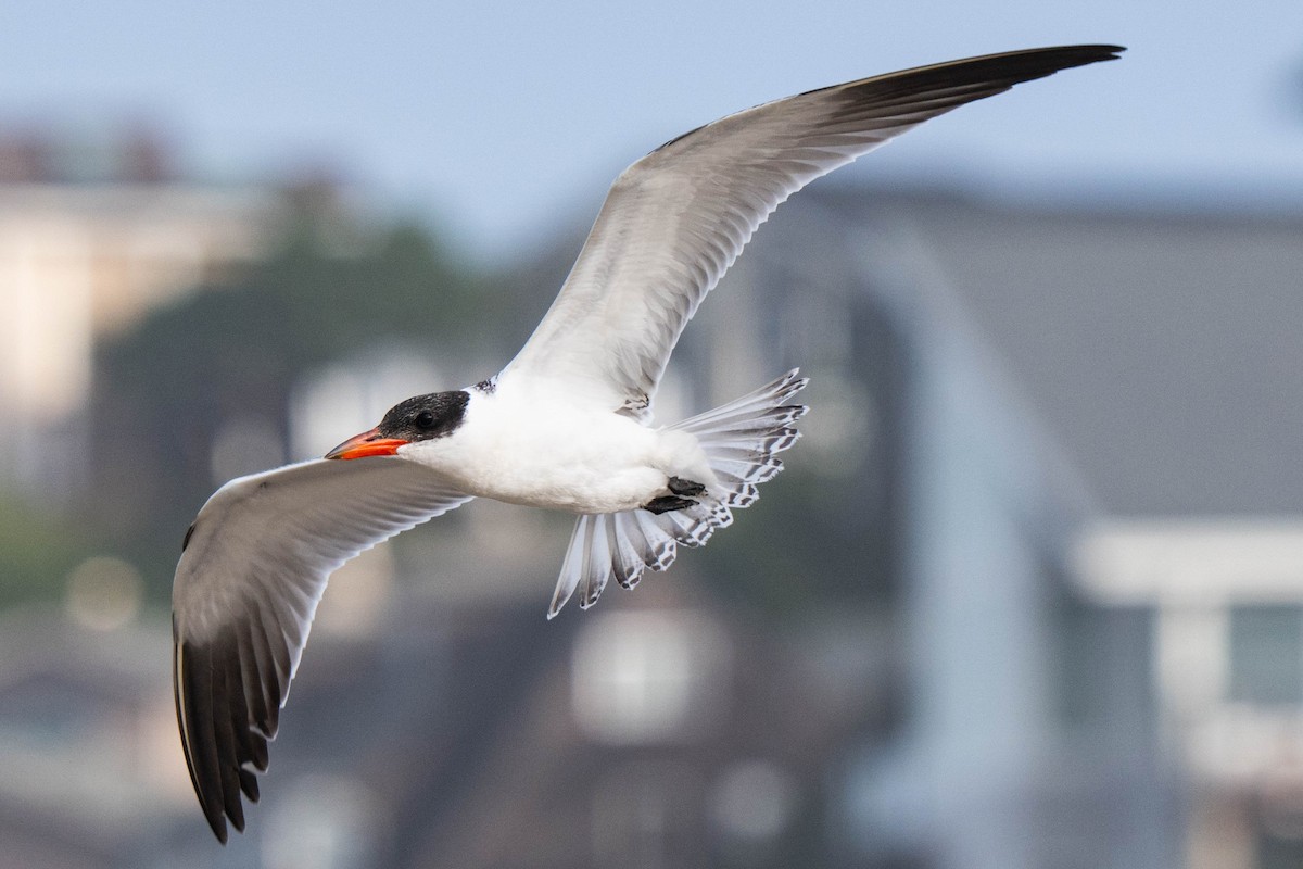 Caspian Tern - ML646010231