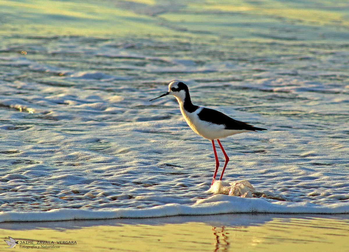 Black-necked Stilt - ML646010233