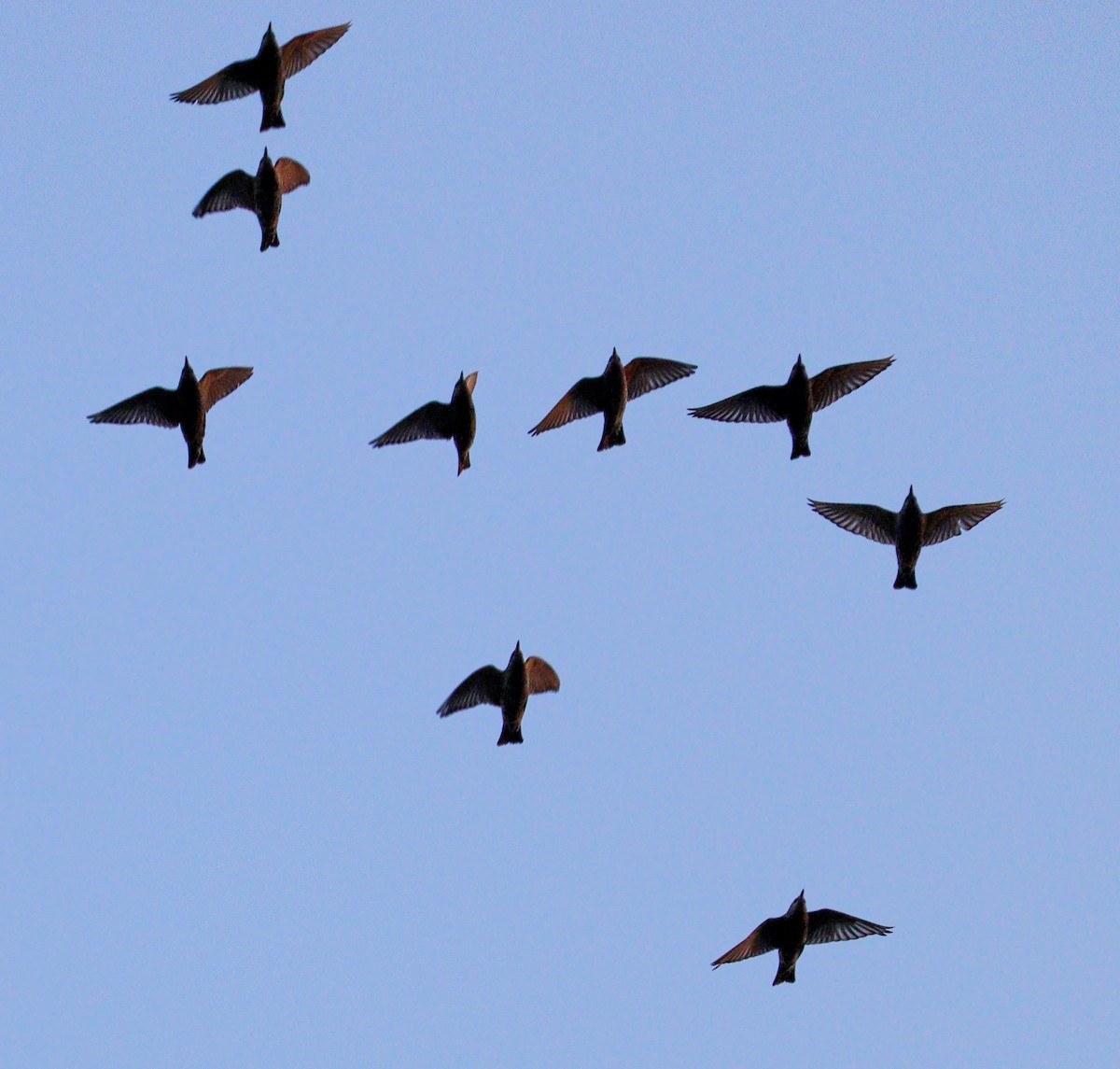 European Starling - ML646010234