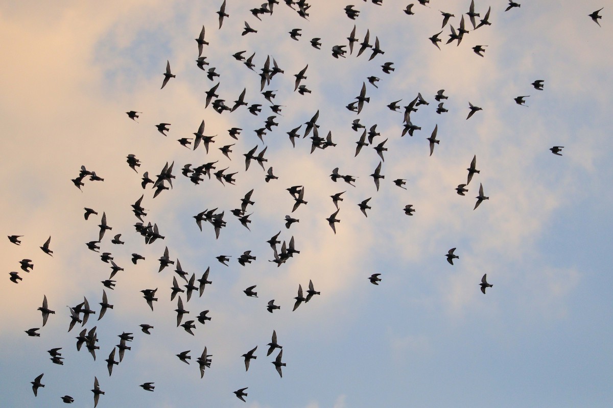 European Starling - ML646010235