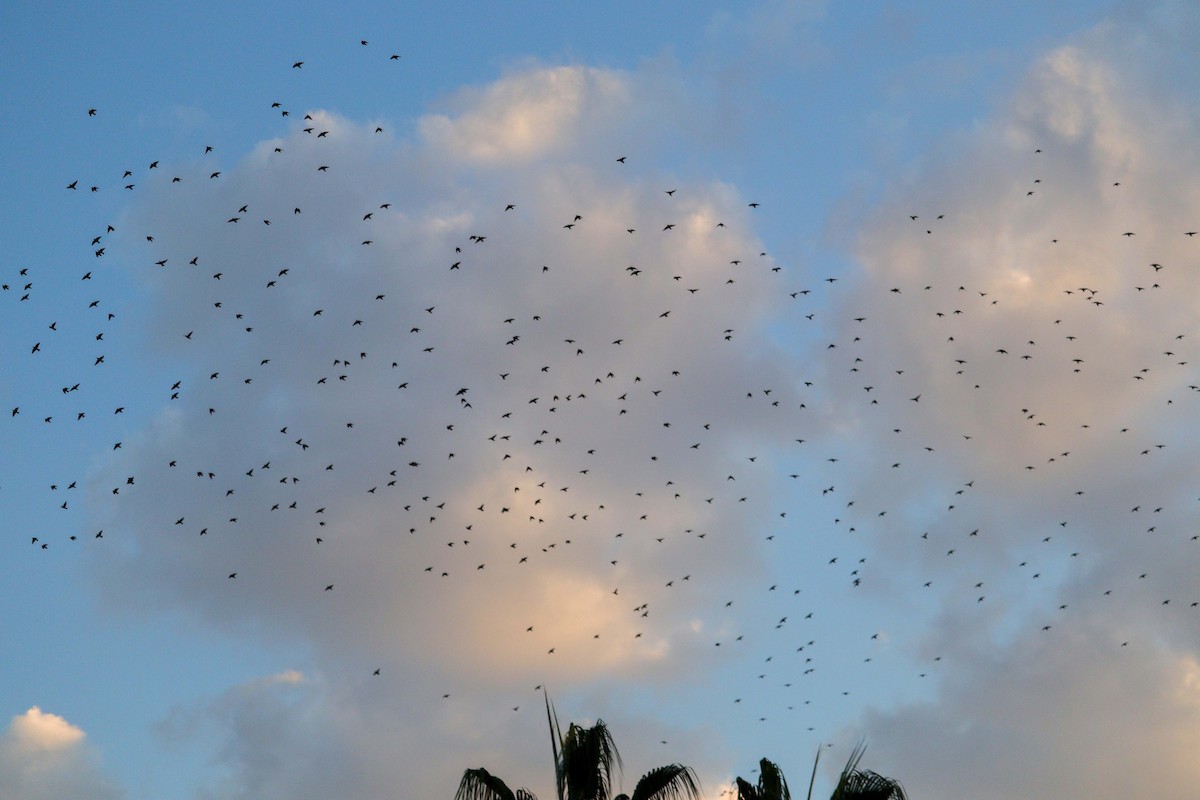 European Starling - ML646010236