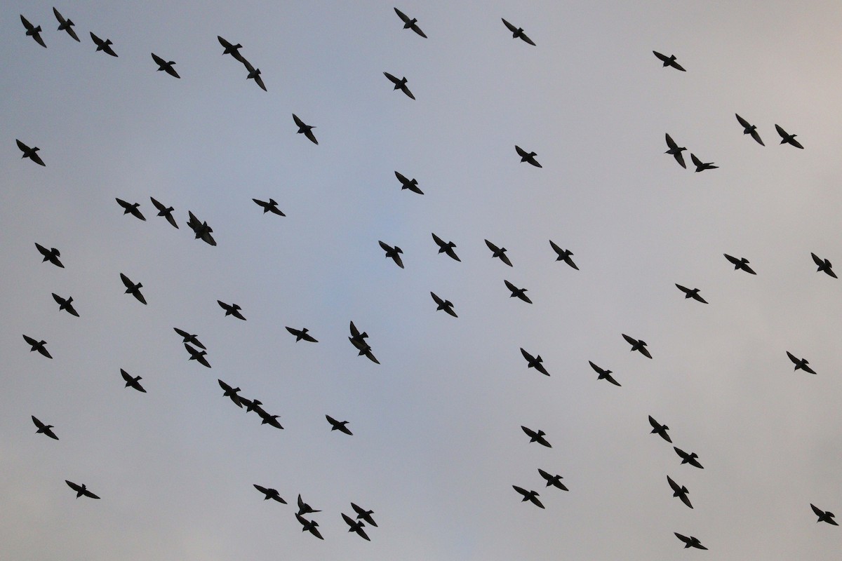 European Starling - ML646010237