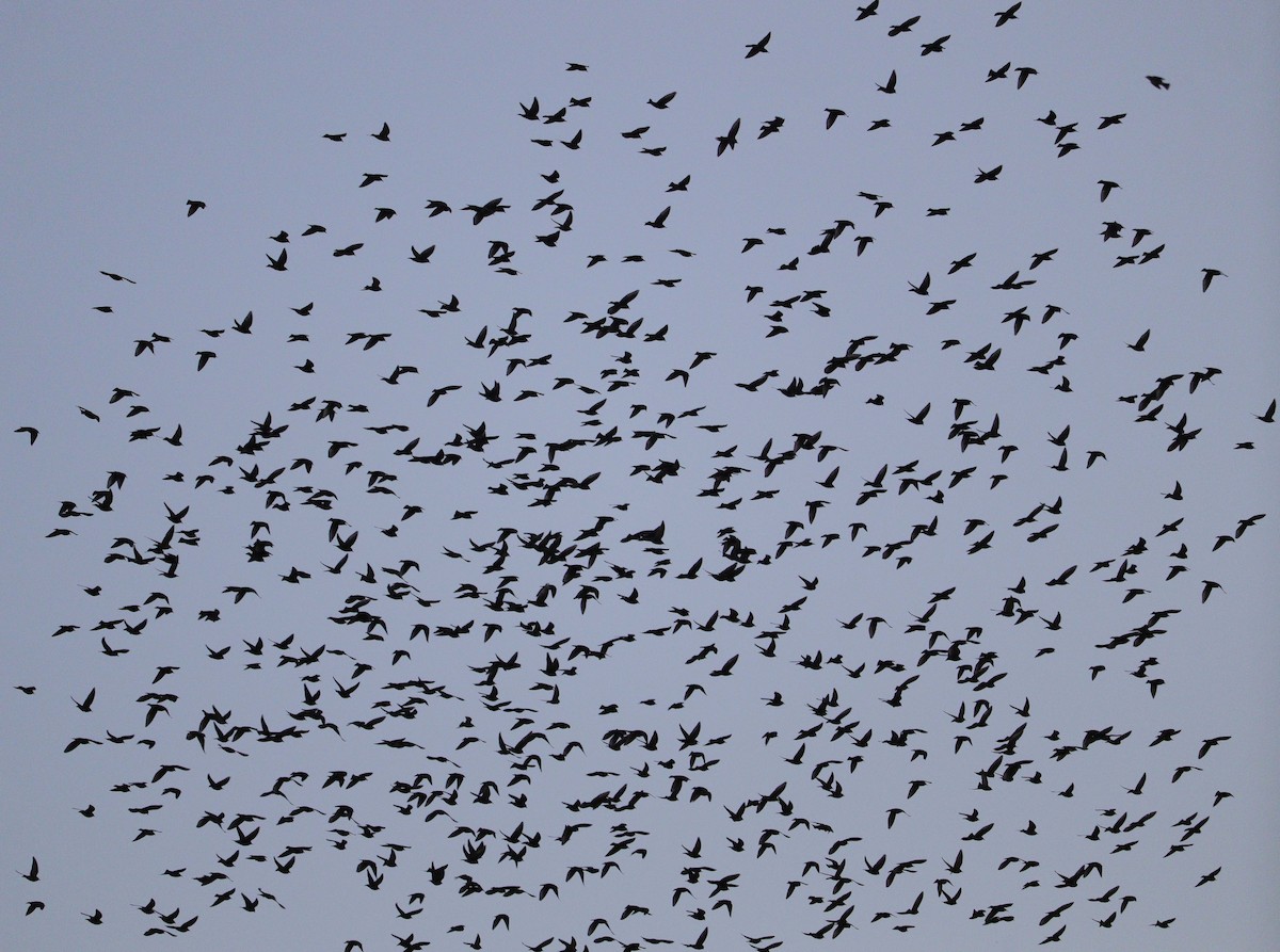 European Starling - ML646010238