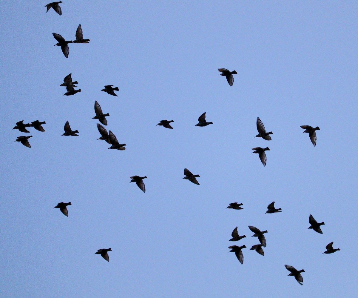 European Starling - ML646010239