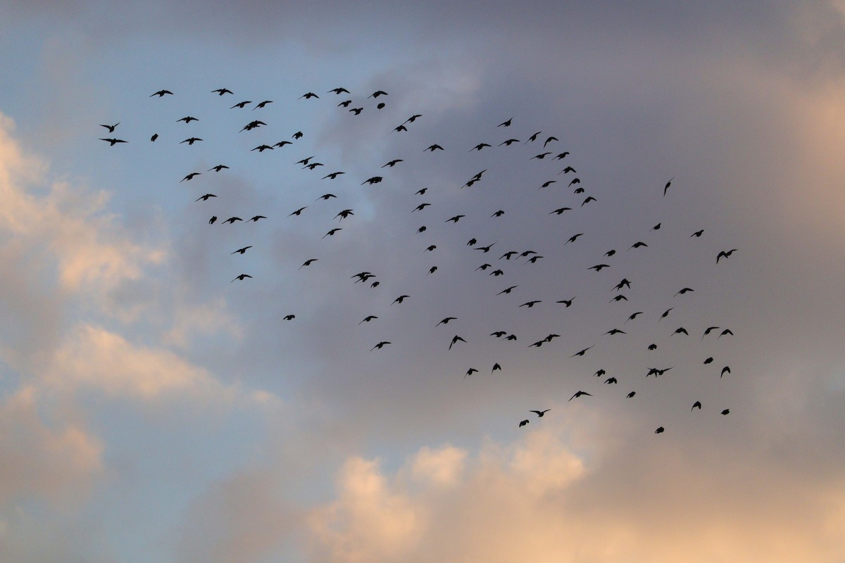 European Starling - ML646010240