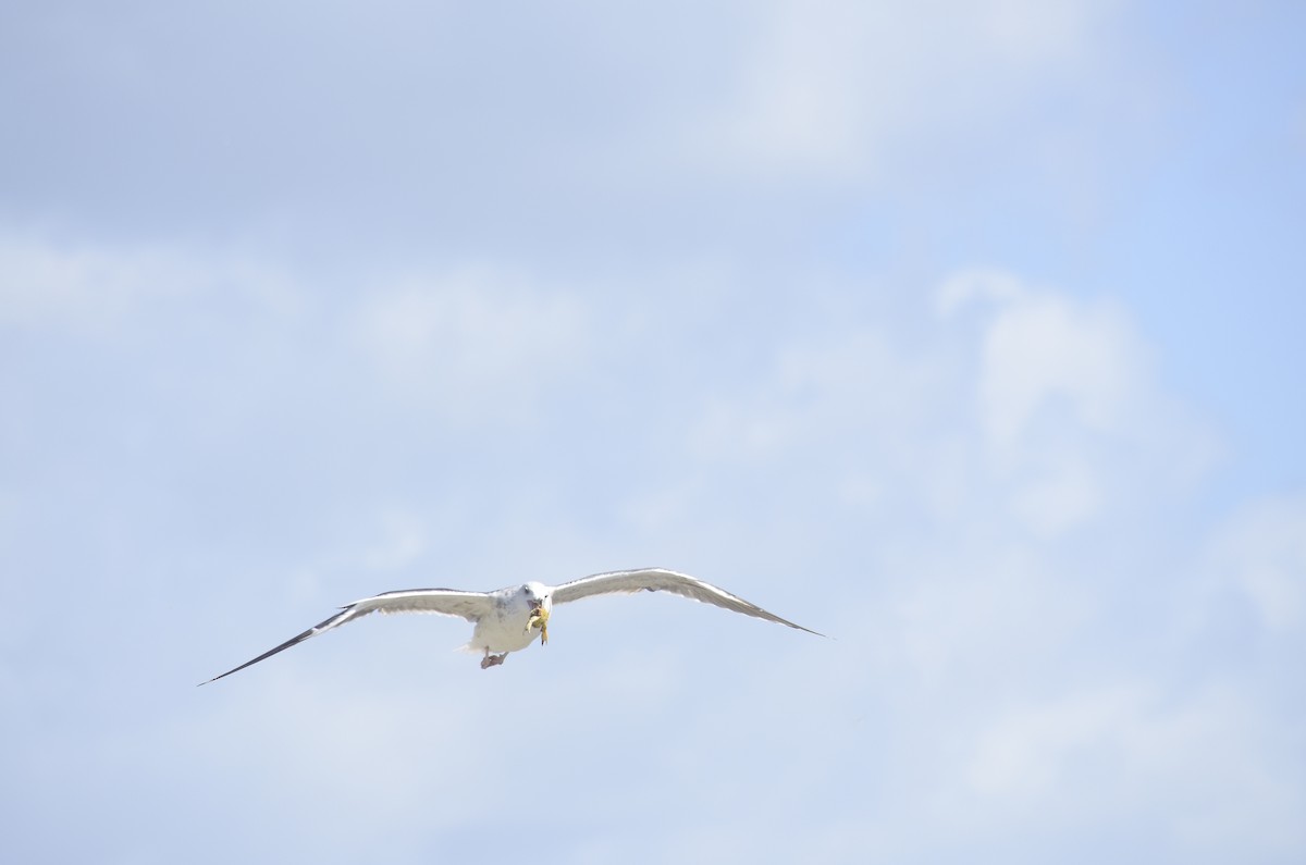 Great Black-backed Gull - ML646010241