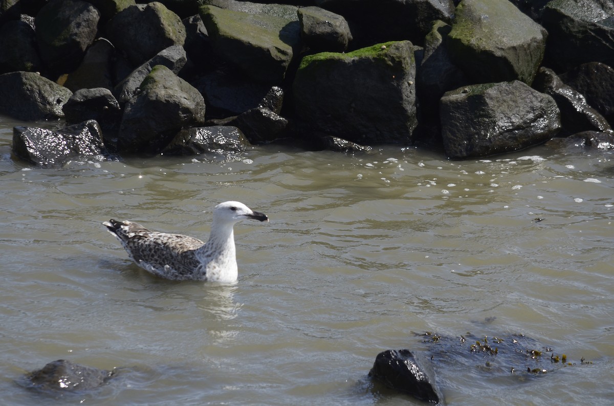 Great Black-backed Gull - ML646010243