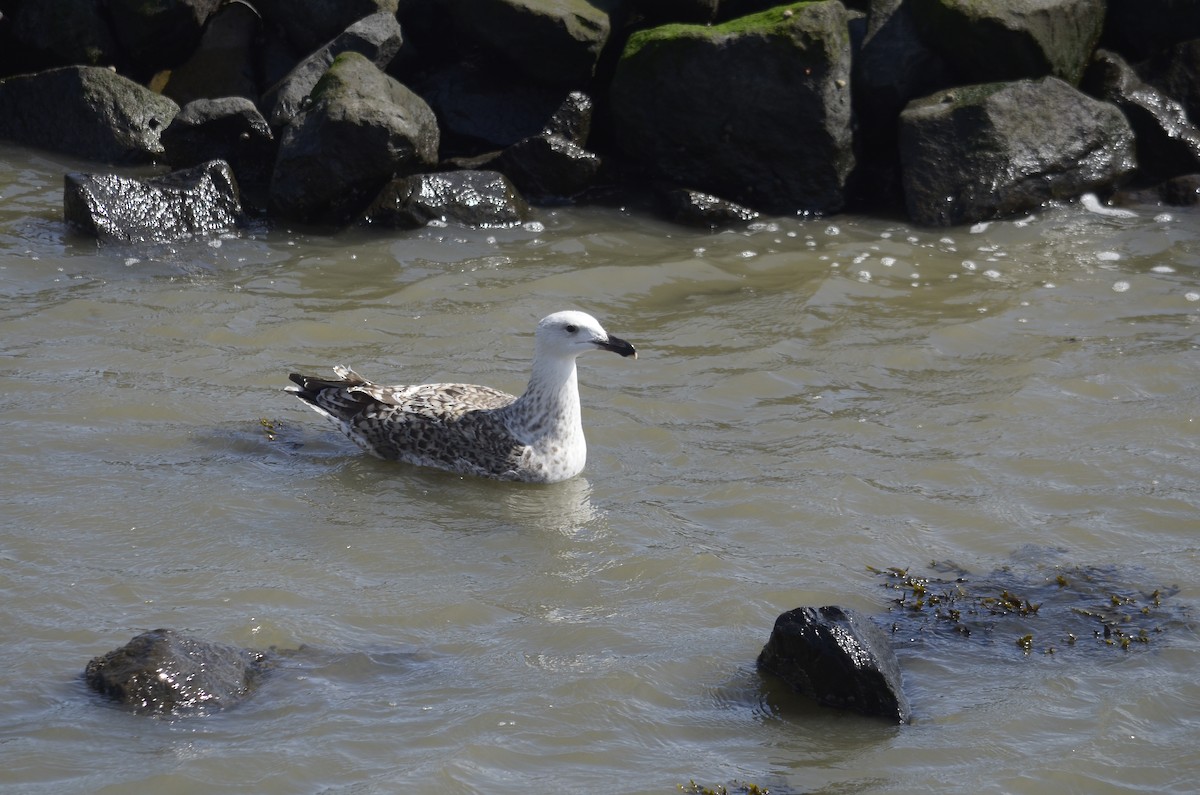 Great Black-backed Gull - ML646010244