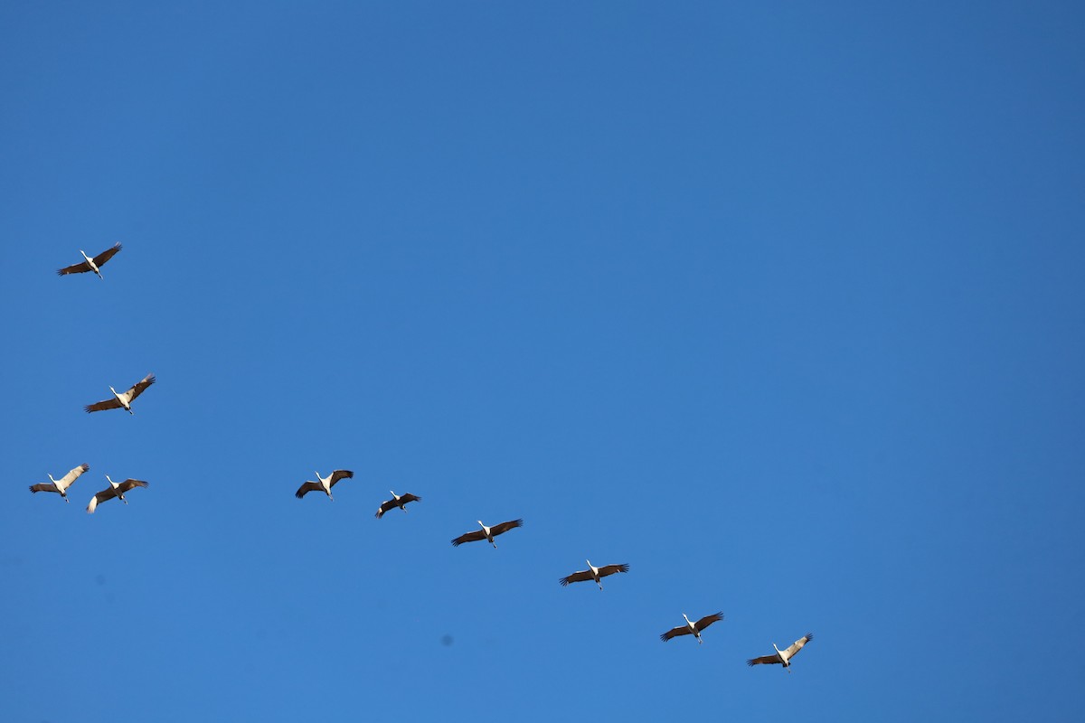 Канадский журавль - ML646010245