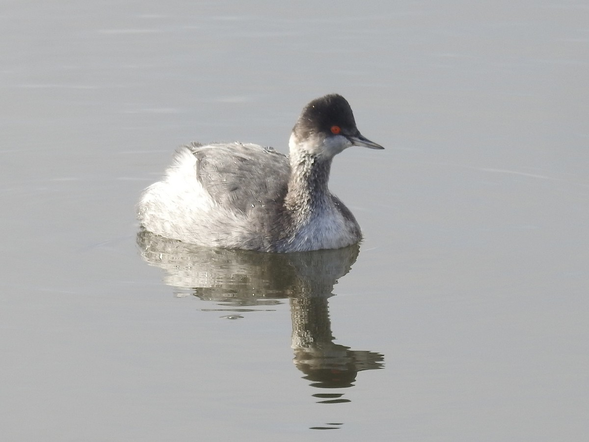 Черношейная поганка - ML646010246