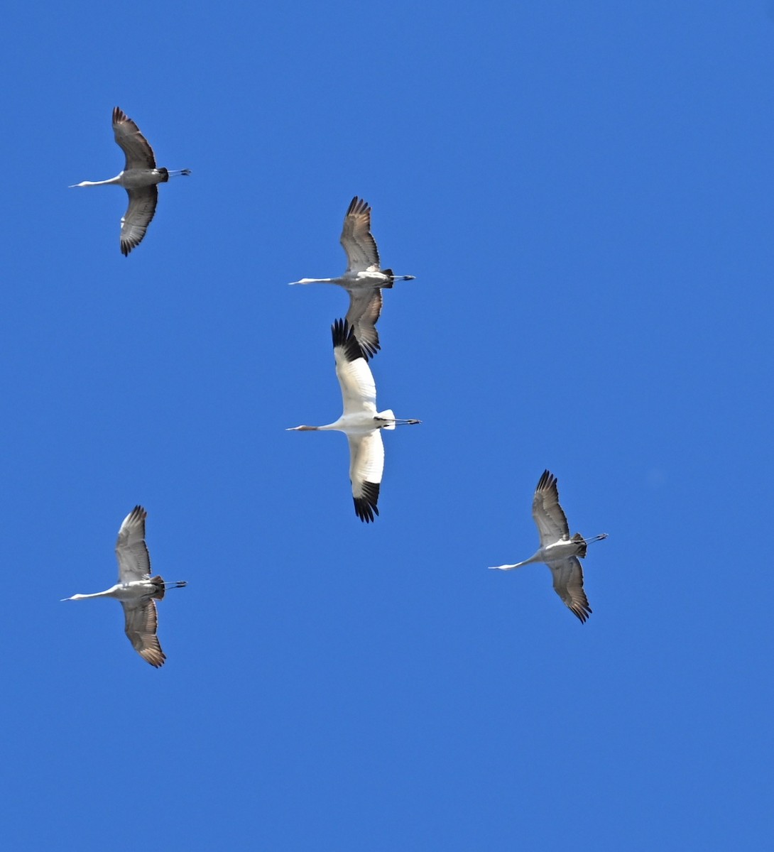 Whooping Crane - ML646010248