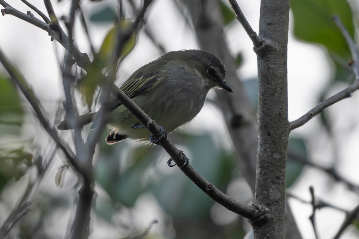 Малый москитолов - ML646010249