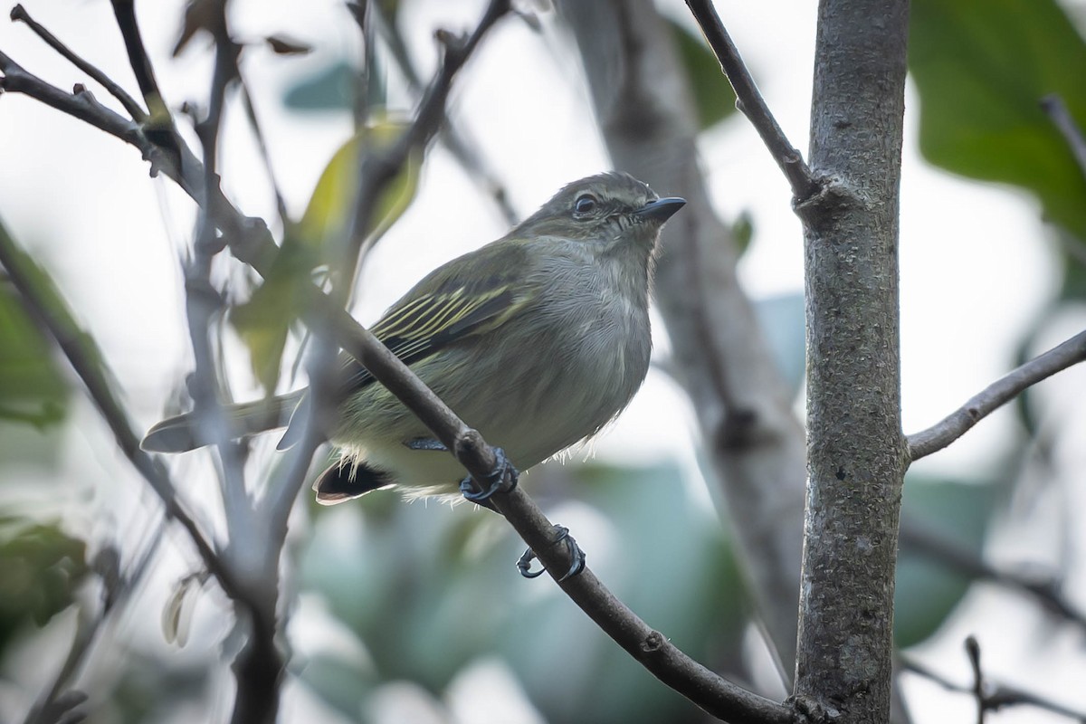 Малый москитолов - ML646010250