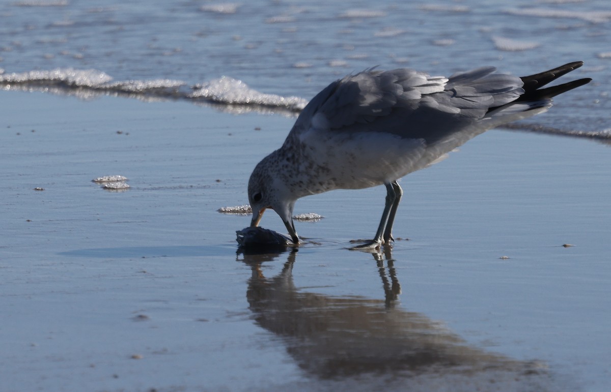 Делавэрская чайка - ML646010251