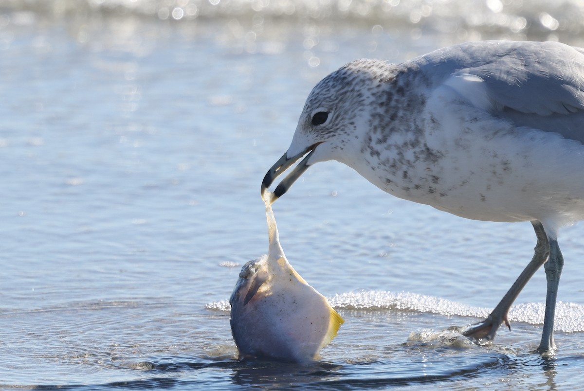 Делавэрская чайка - ML646010252