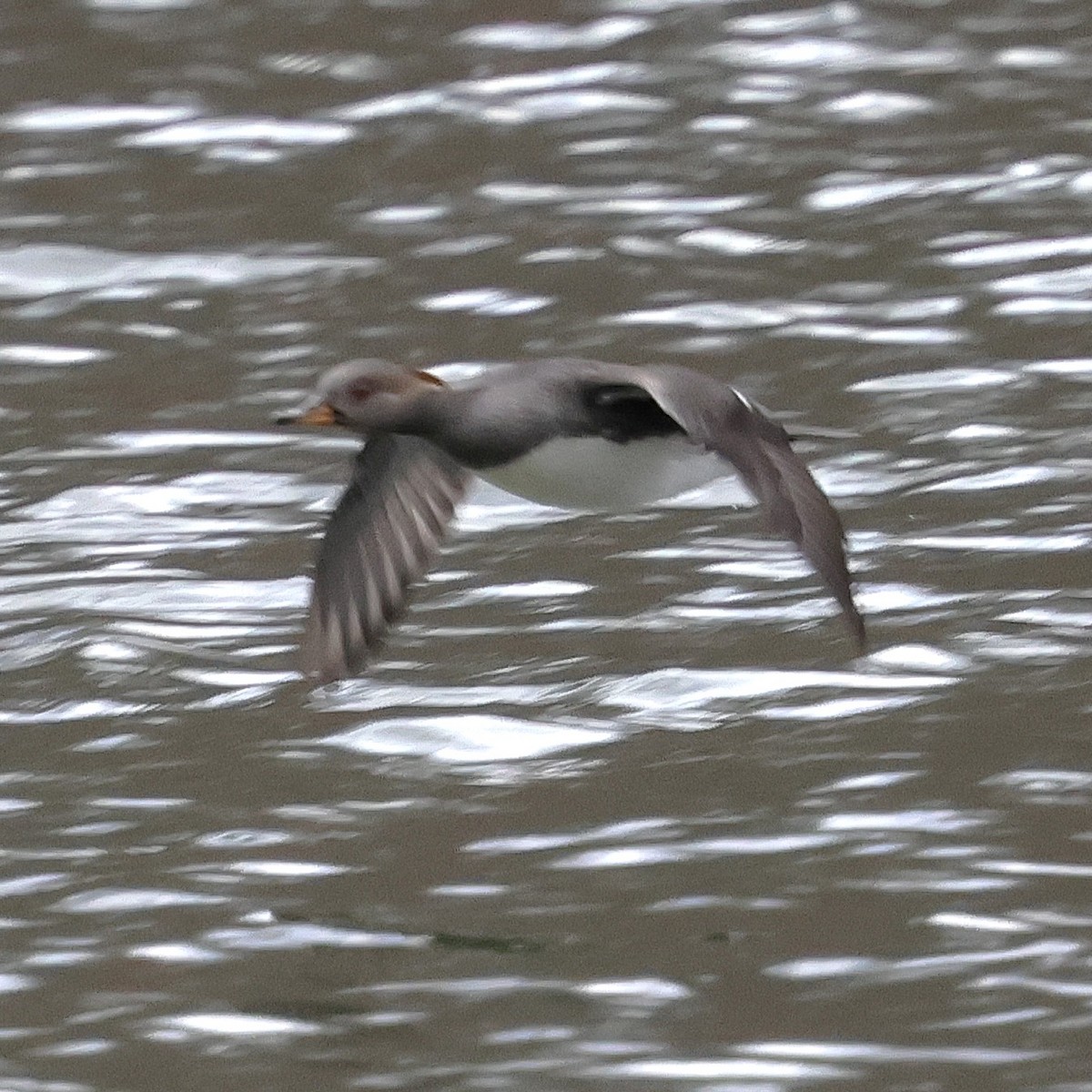 Капюшоновый крохаль - ML646010255