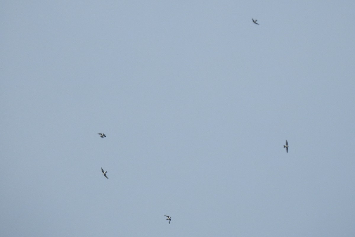 Белобрюхий стриж - ML646010257