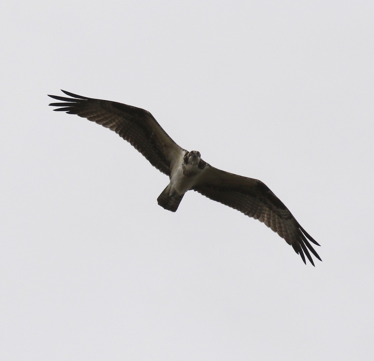 Falco pescatore - ML646010263