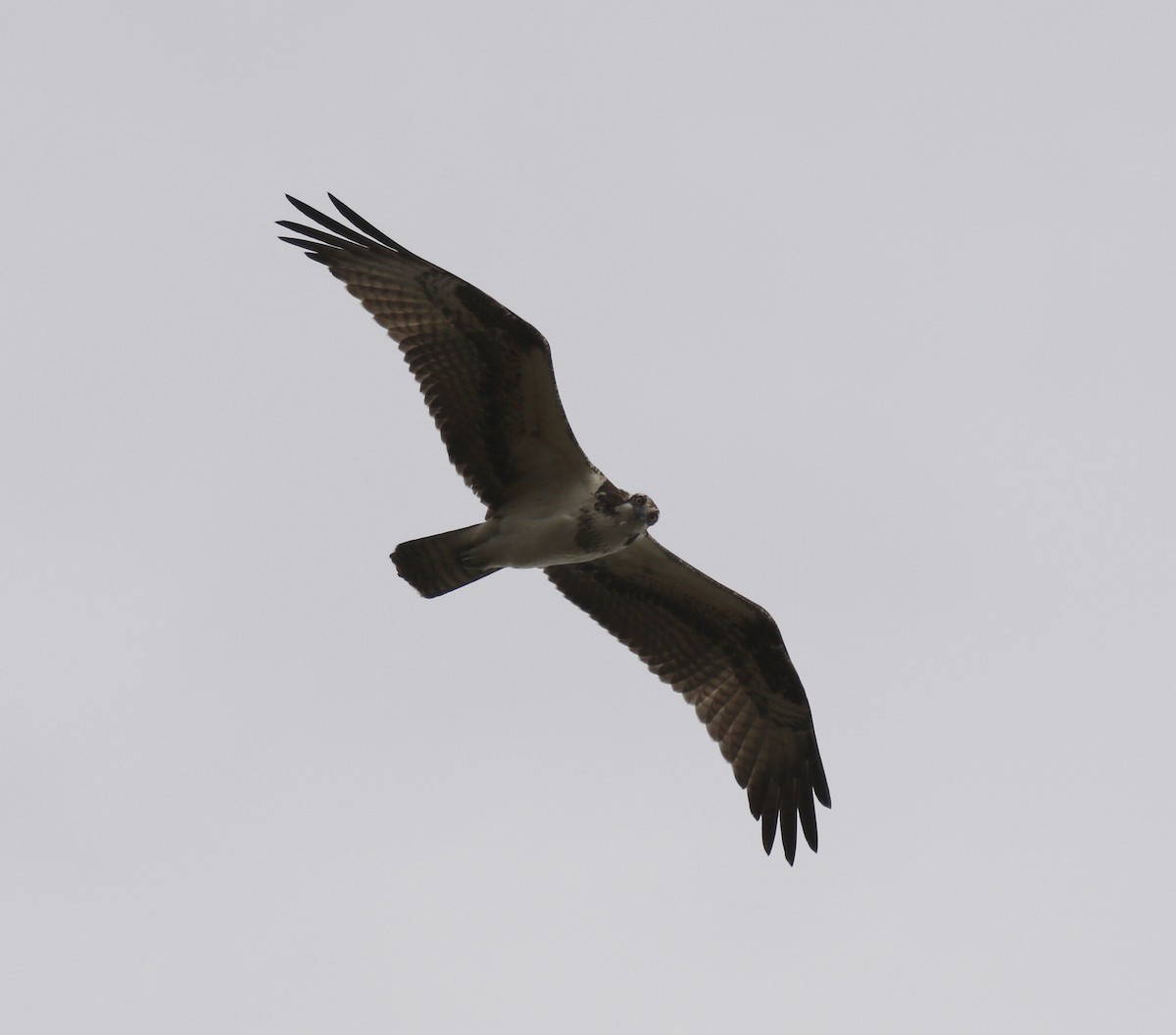 Falco pescatore - ML646010264