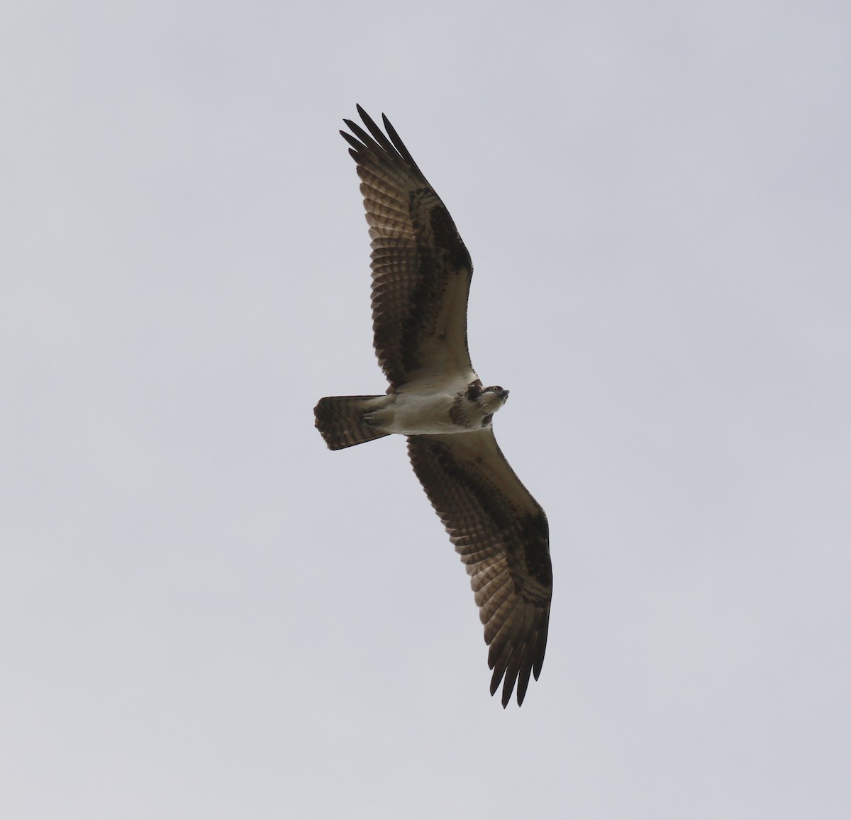 Falco pescatore - ML646010265