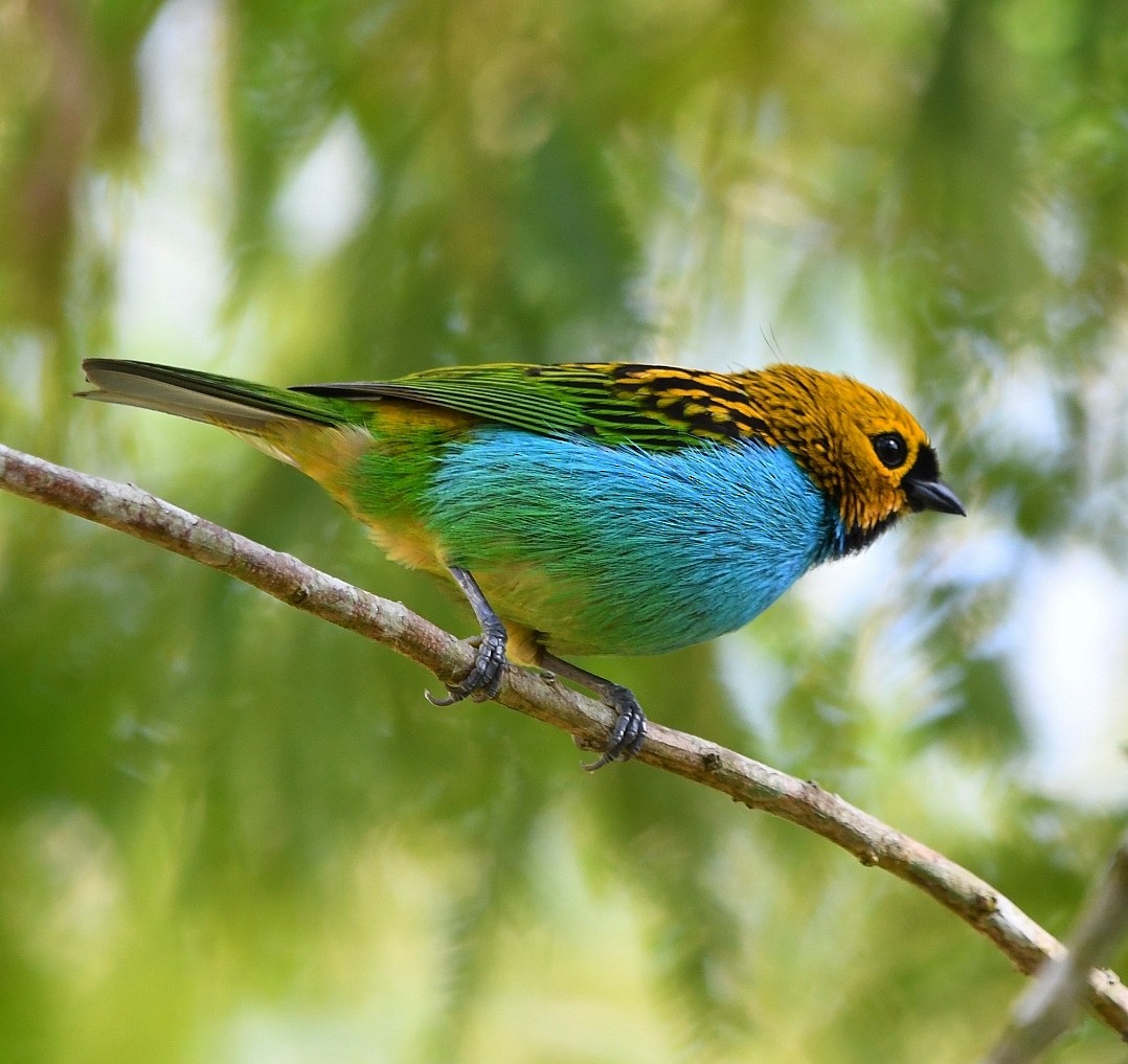 Gilt-edged Tanager - ML646010266