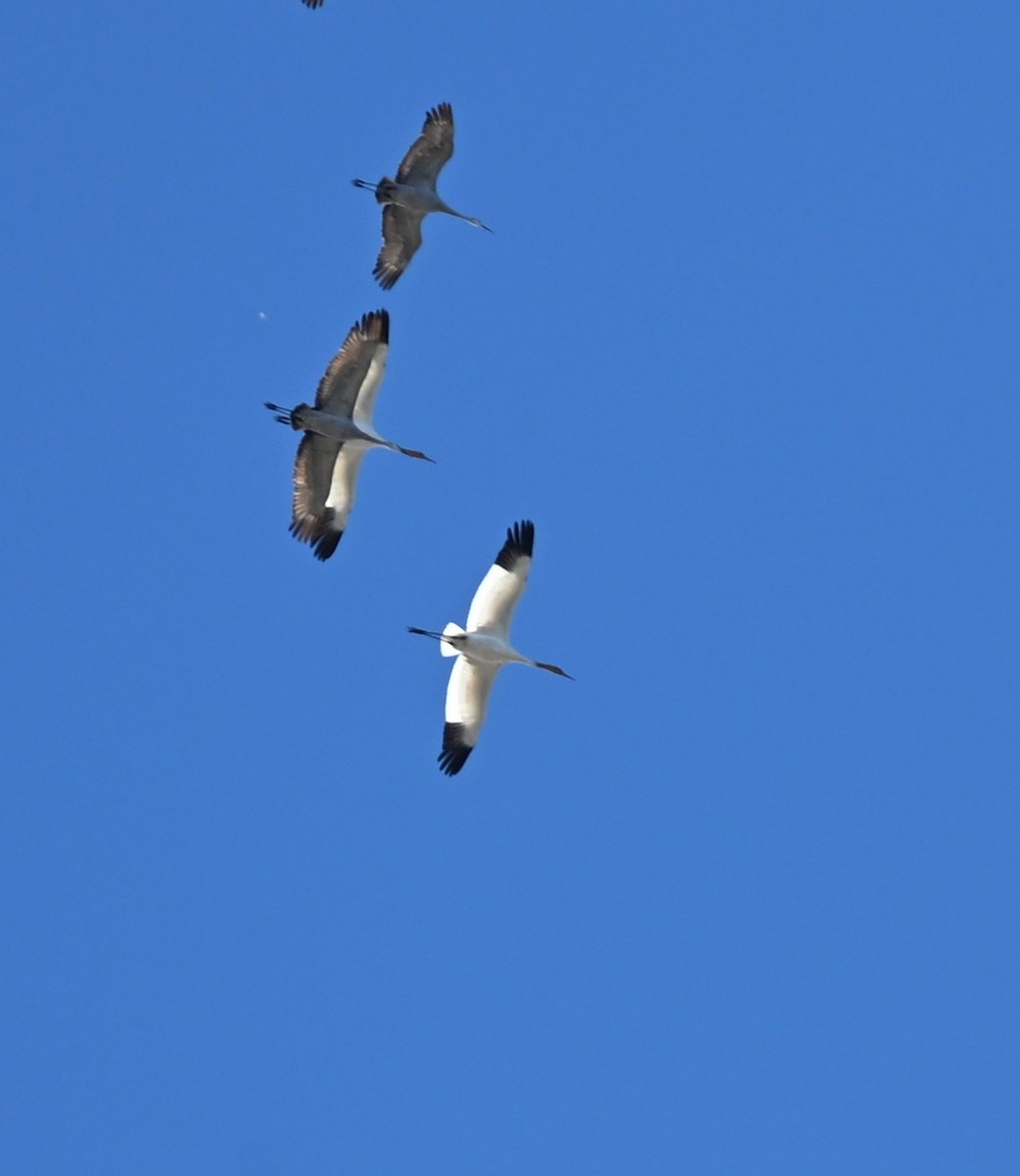 Whooping Crane - ML646010270