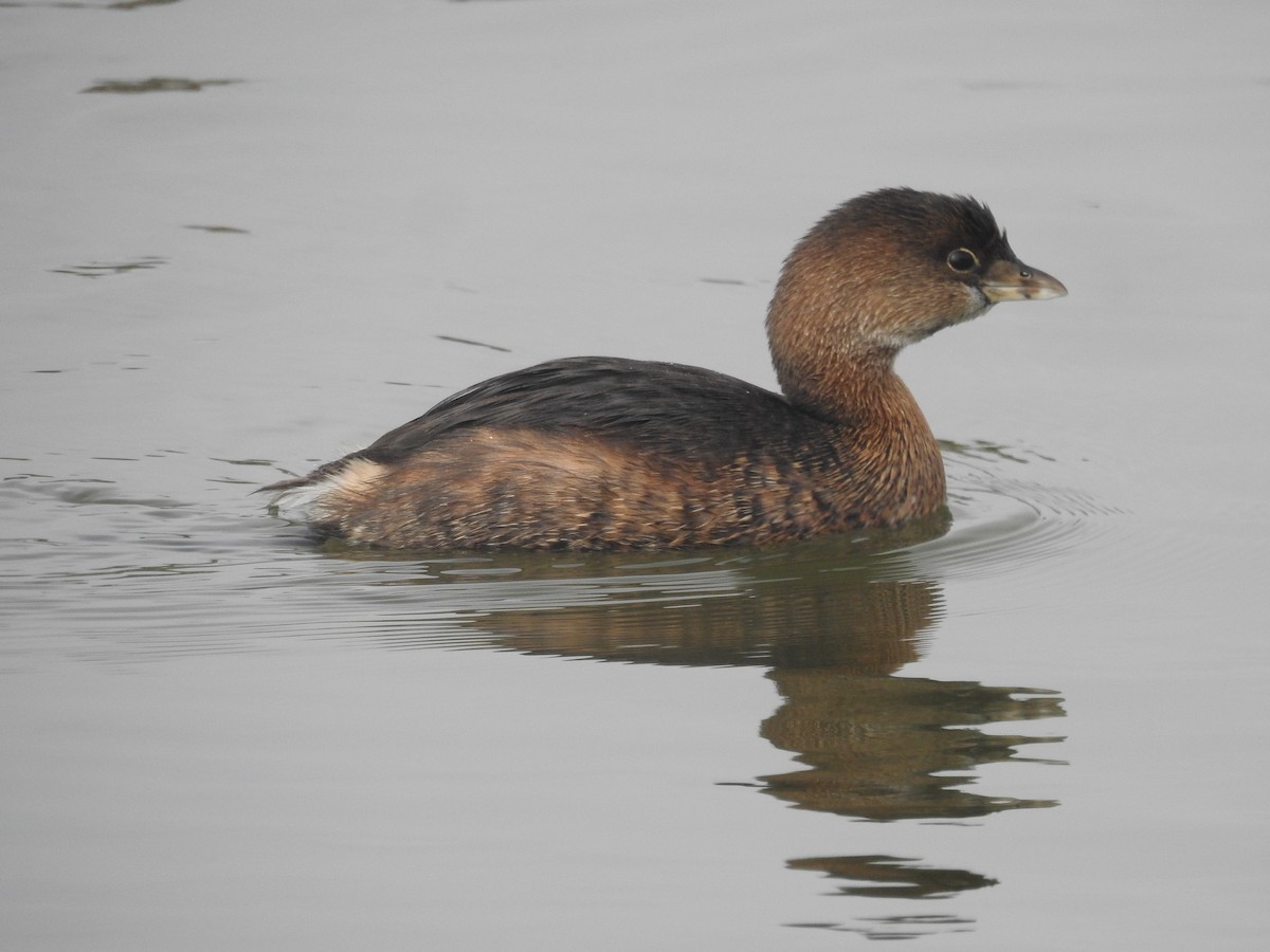 טבלן עקוד-מקור - ML646010276