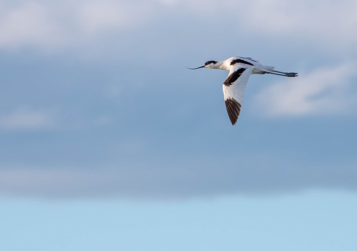 Pied Avocet - ML646010278