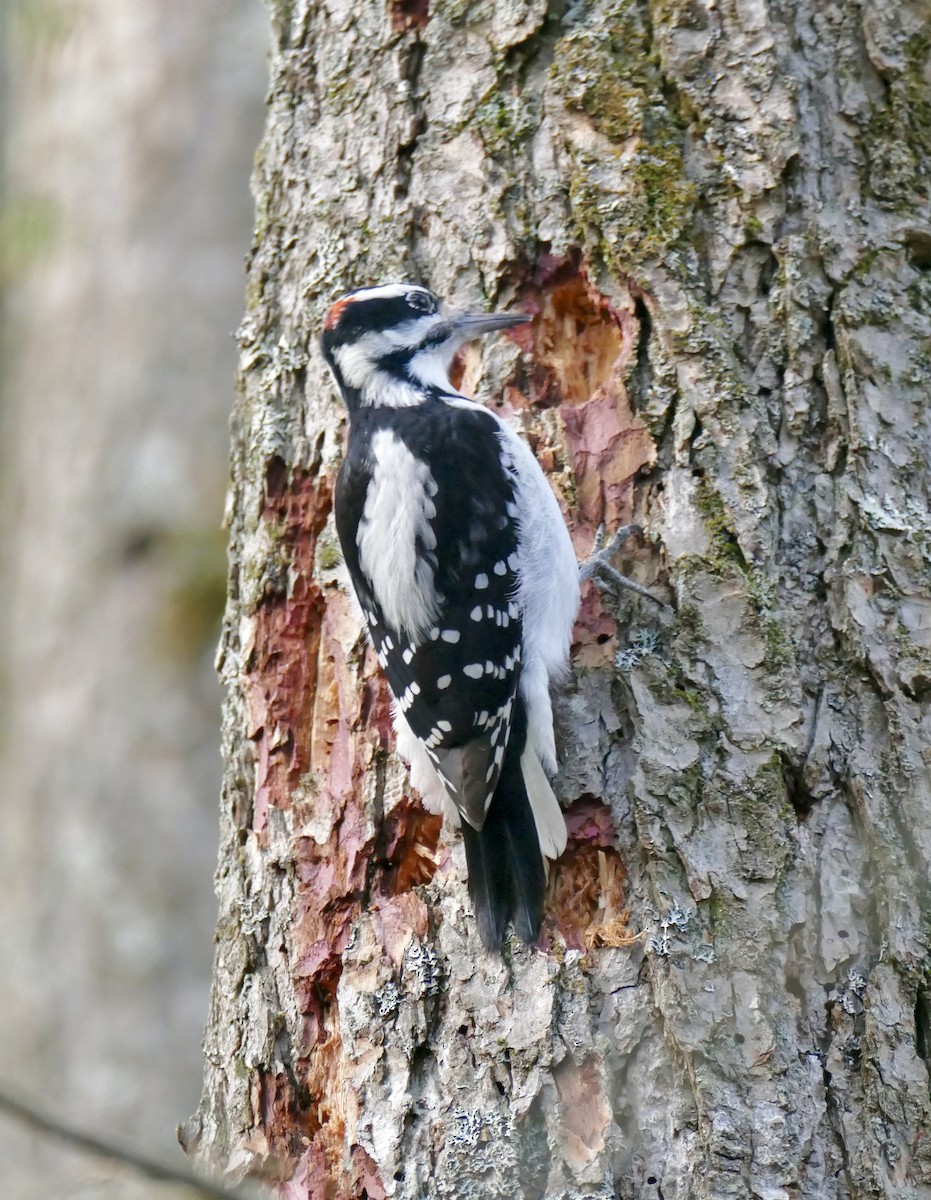 Hairy Woodpecker - ML646010281