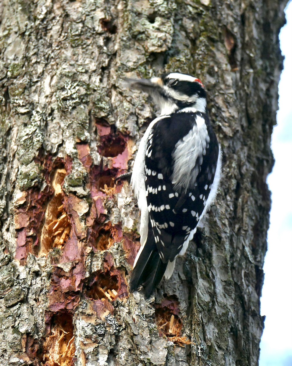 Hairy Woodpecker - ML646010282