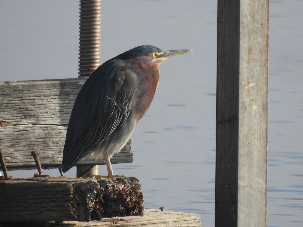 אנפית ירוקה - ML646010283