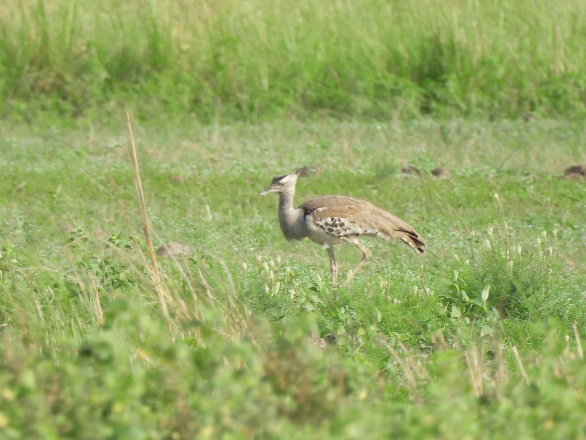 Kori Bustard - ML646010284