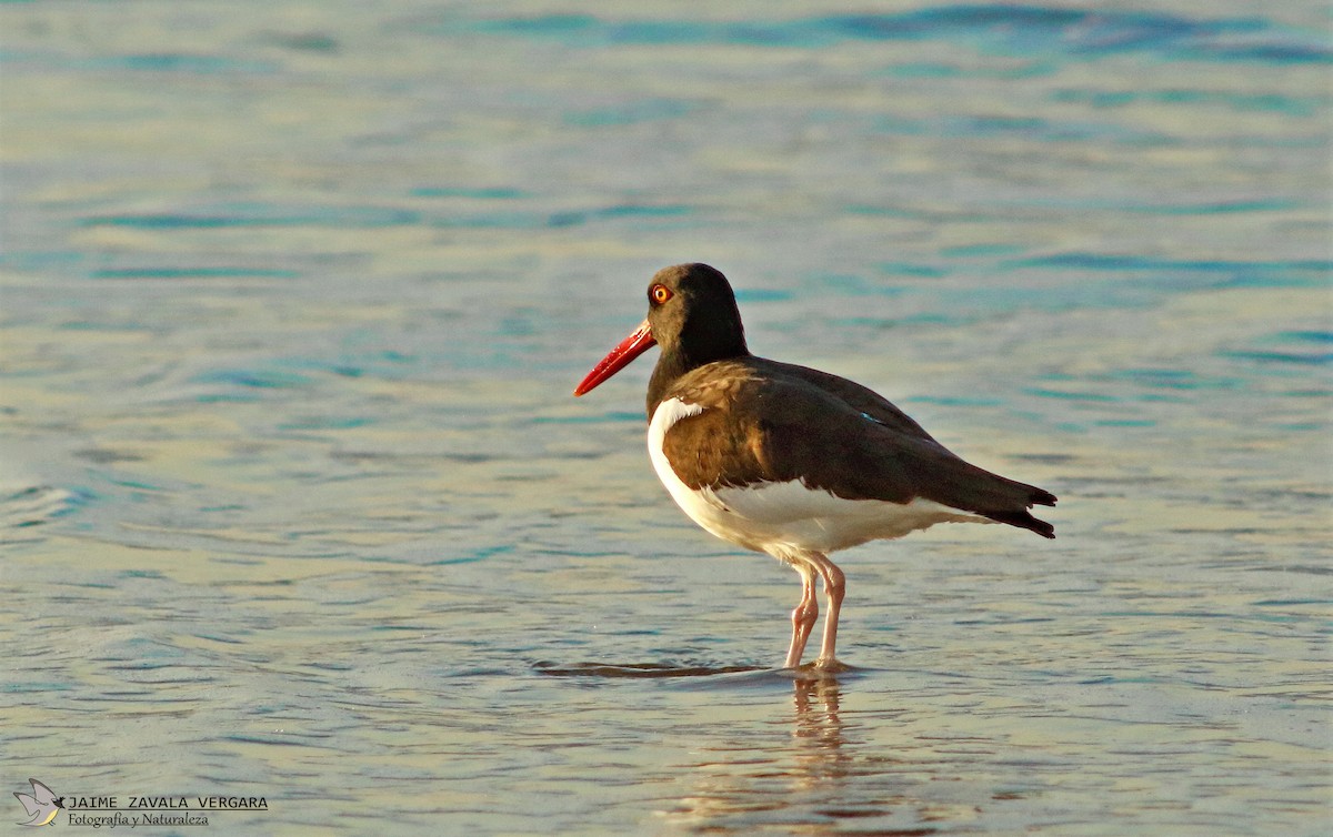 American Oystercatcher - ML646010286