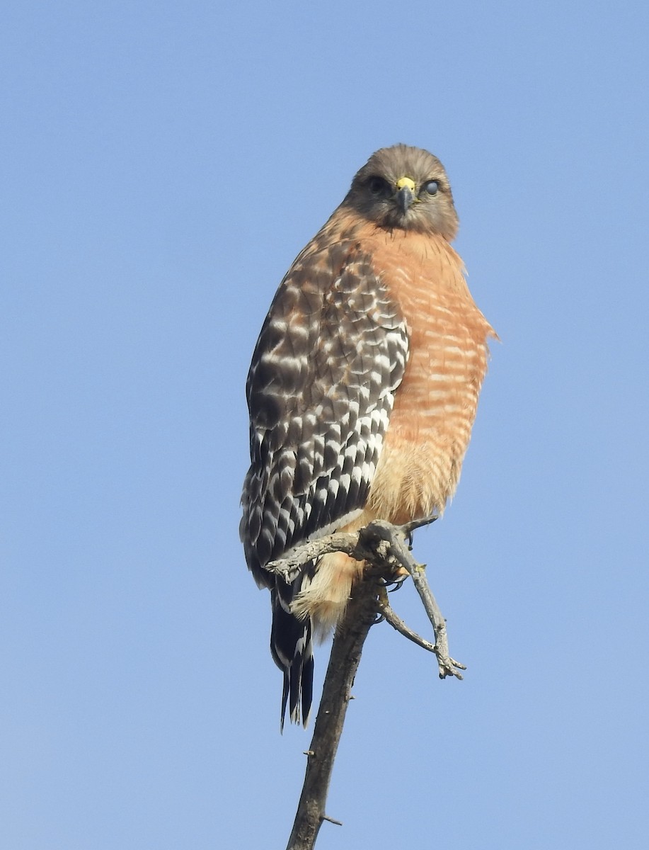 Red-shouldered Hawk - ML646010290