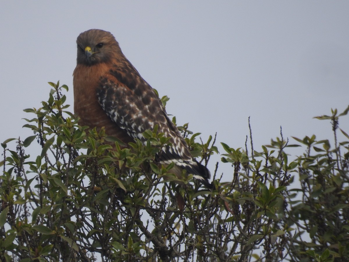 Red-shouldered Hawk - ML646010291